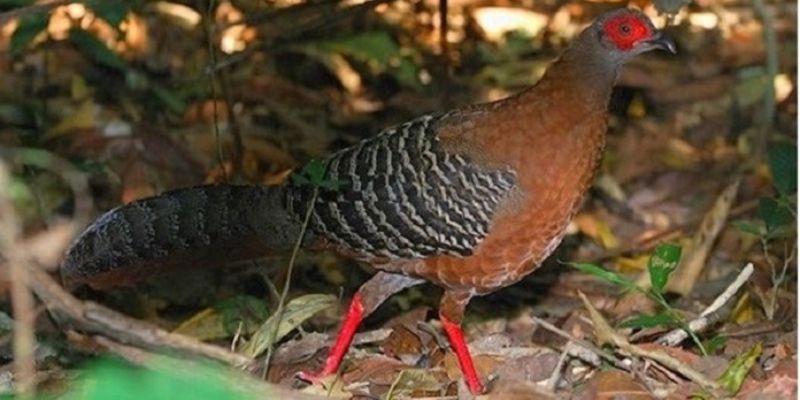 Lý do gà tía là giống gà được nhiều người yêu thích nhất hiện nay