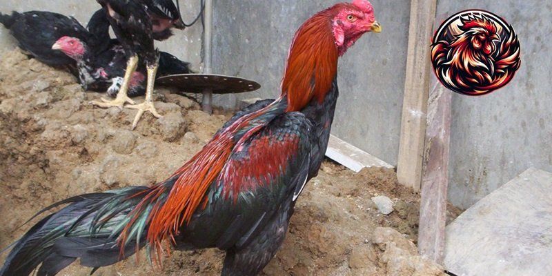 Hiểu gà tía là gì để chọn màu chân gà phù hợp