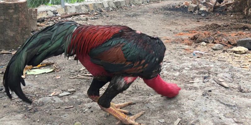 Ai muốn hiểu gà tía là gì phải biết về những huyền thoại này